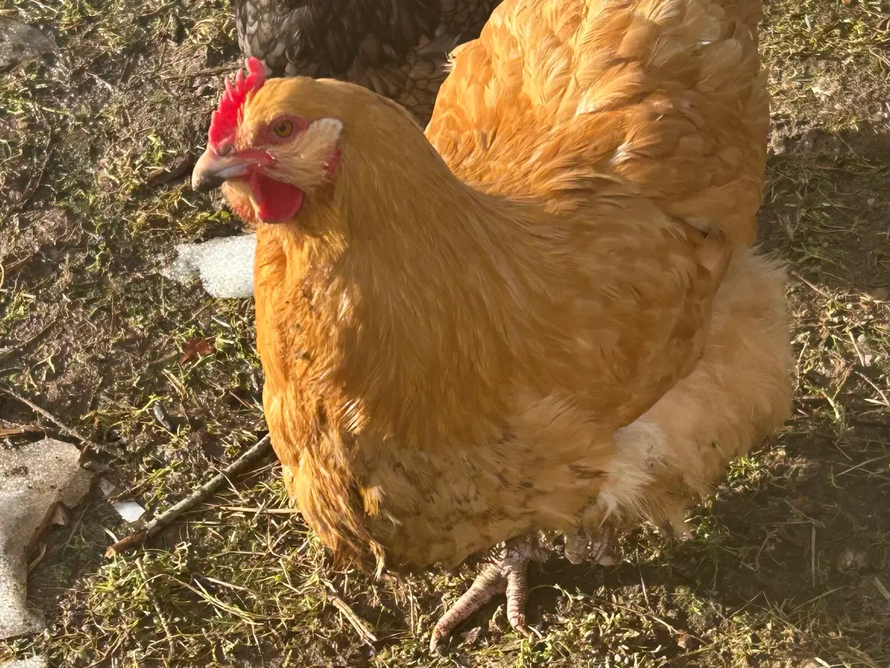 Billede 1 - Orpington rugeæg 