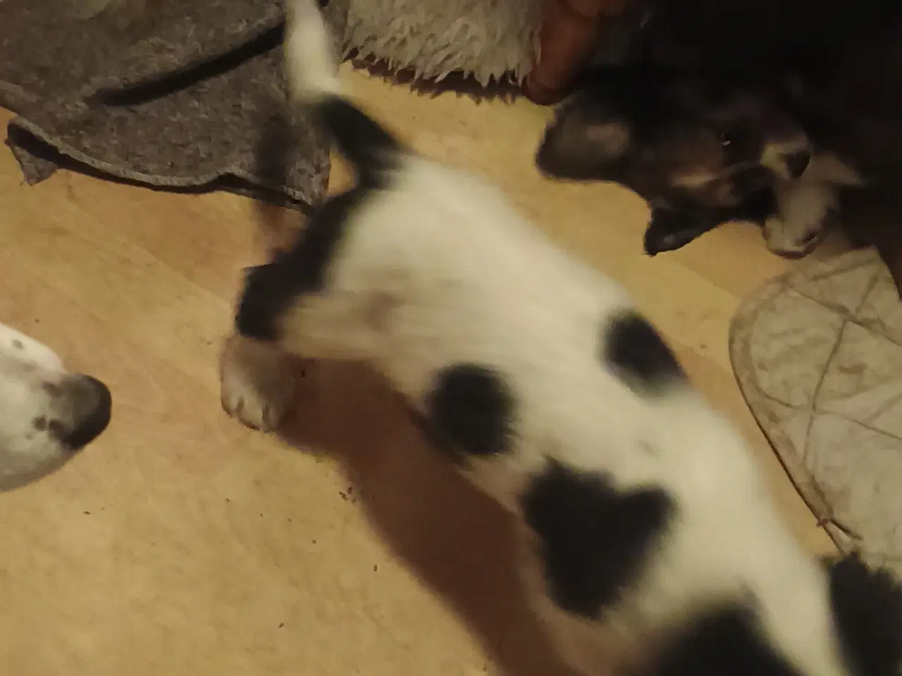 Billede 7 - Cocker Spaniel/Berner Sennen Is.Fårehund