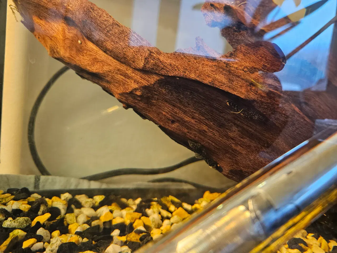 Billede 1 - Sugemalle-unger