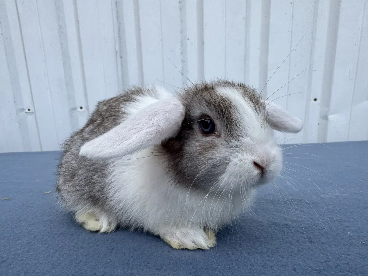 Billede 10 - 6 salgsklare Dværgvædder Hunkaniner 🐰