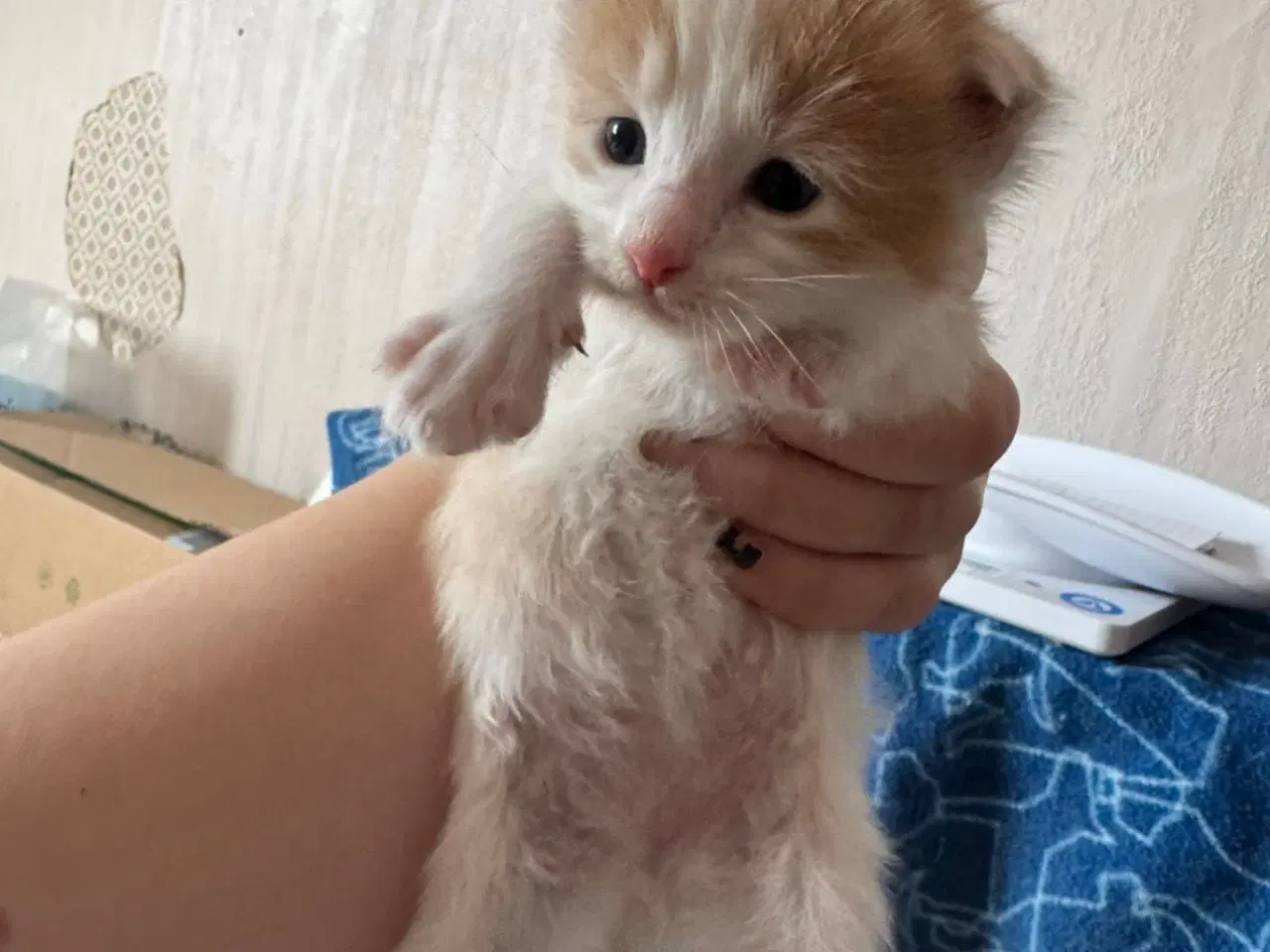 Billede 9 - Maine coon blandings killinger sælges
