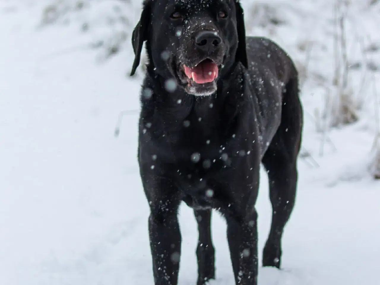 Billede 8 - Skønne labradorhvalpe sælges