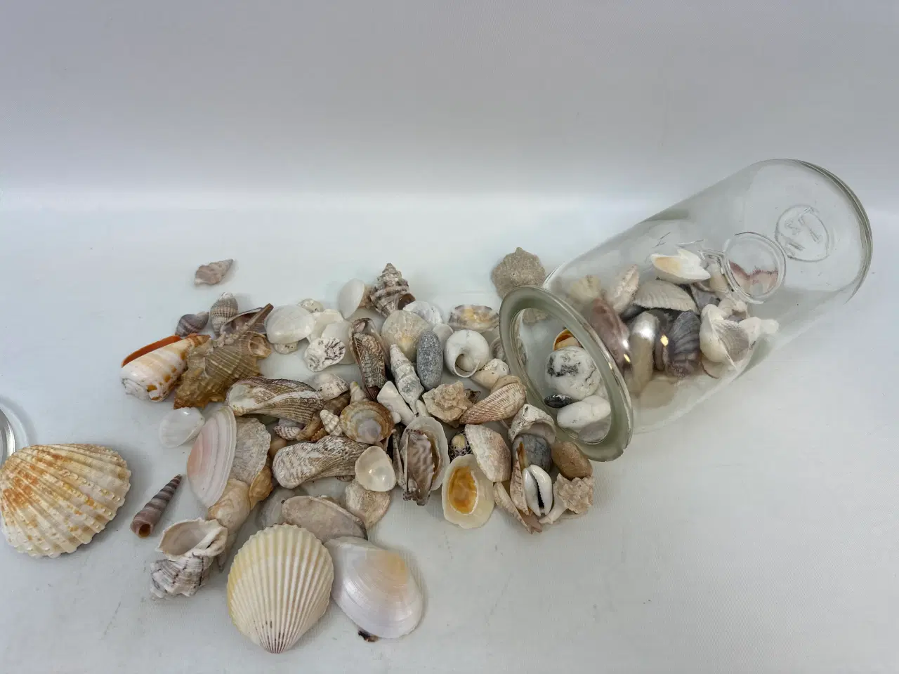 Billede 5 - Samling skaller og konkylier