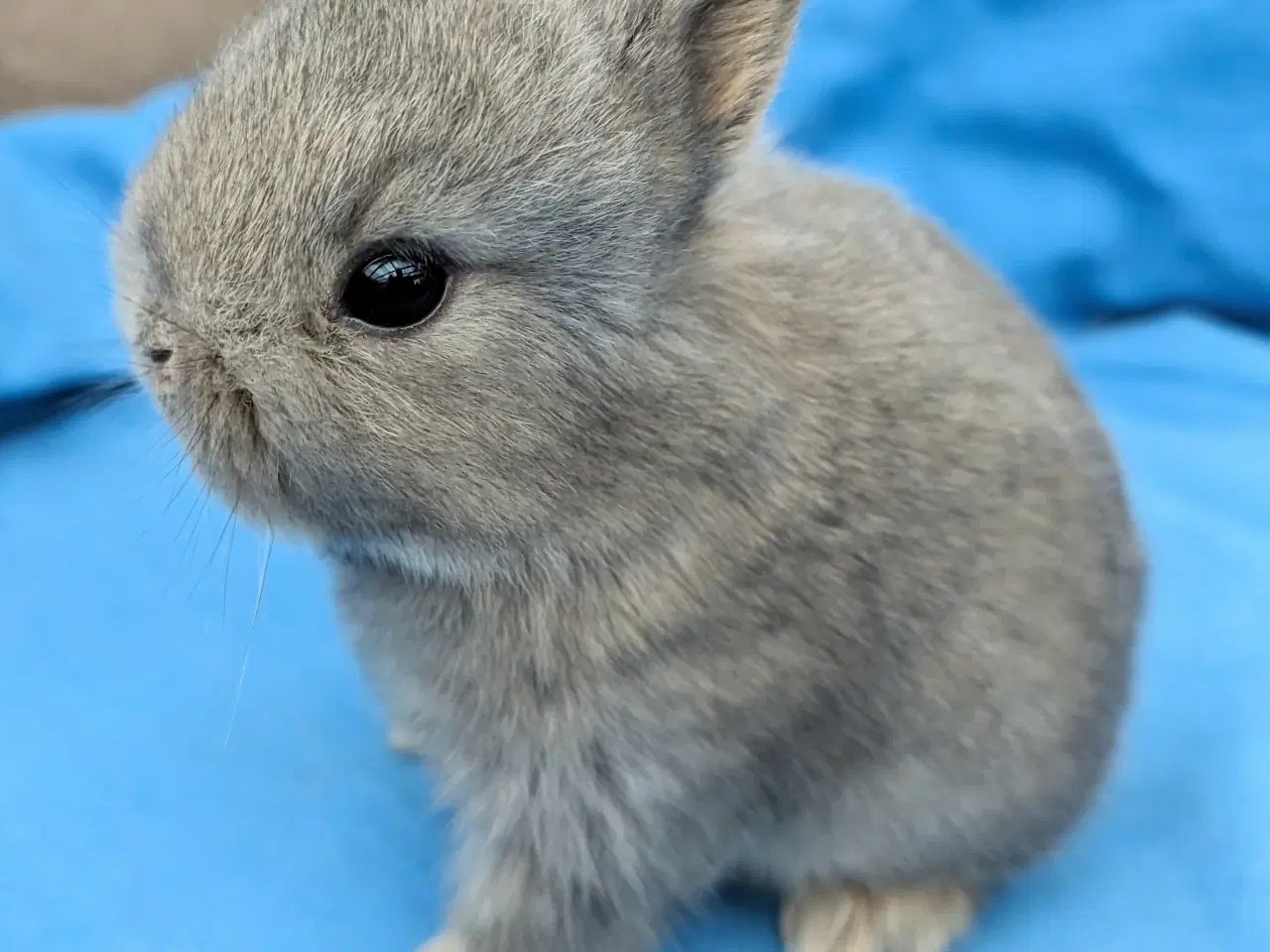 Billede 3 - Hermelin kaninunge