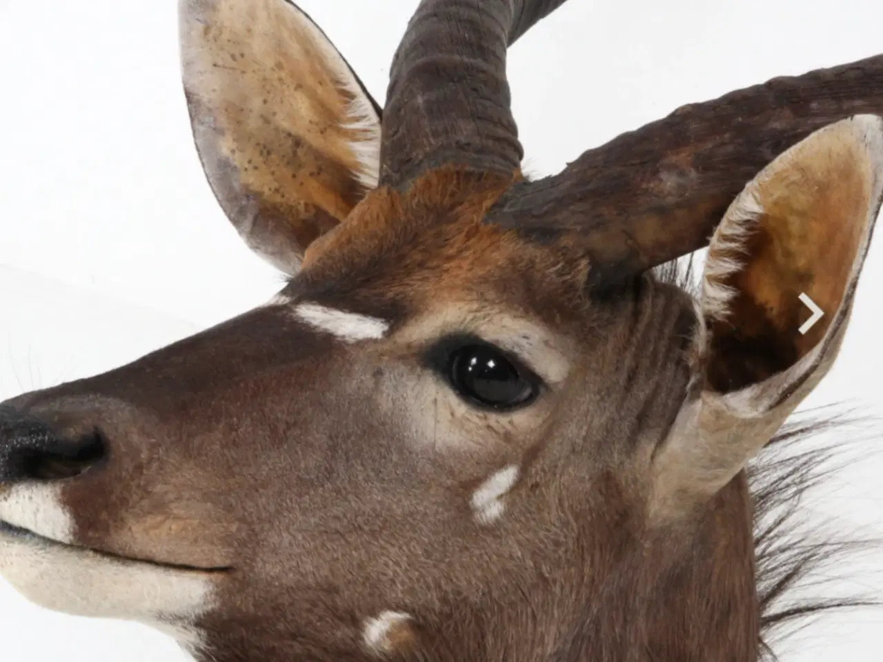 Billede 2 - Nyala hovedmonteret fra Namibia sælges