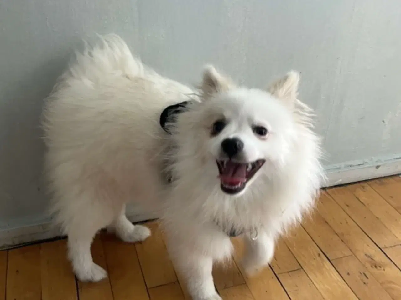 Billede 2 - Smilende og kærlig hund søger nyt hjem