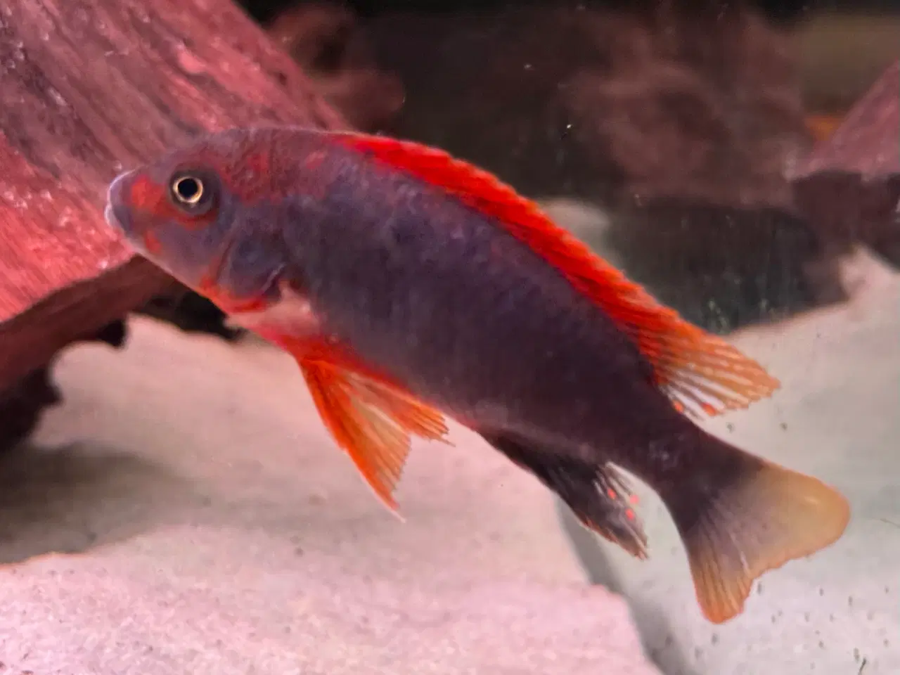 Billede 7 - Labidochromis sp. Red top hongi malawi cichlider.