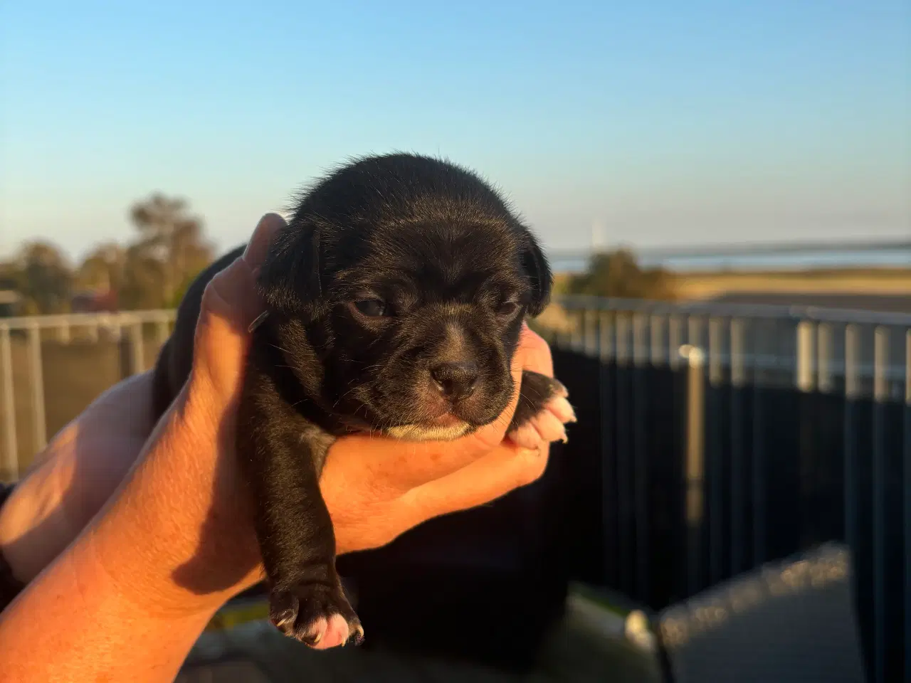 Billede 9 - Fransk Bulldog/ Chihuahua