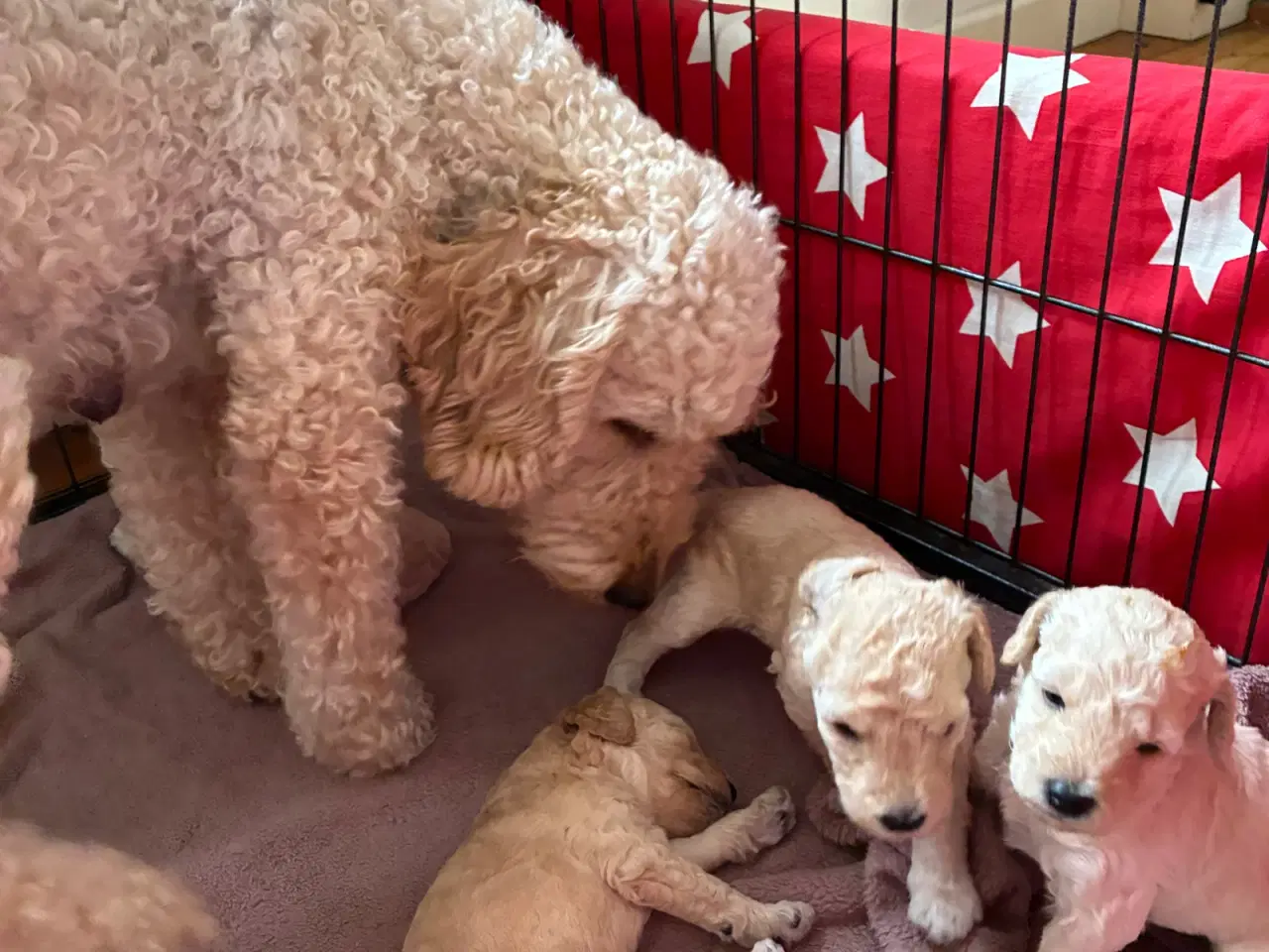 Billede 8 - Labradoodle F3 hvalpe 