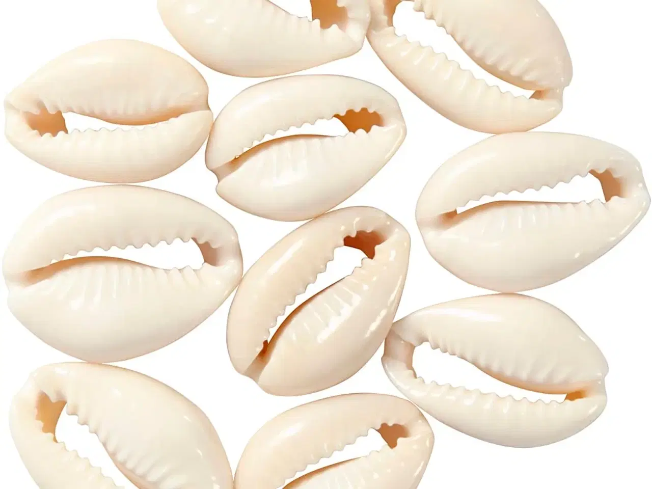 Billede 1 - Ægte Muslingeskaller 20 mm - 12 stk. til Kreativitet