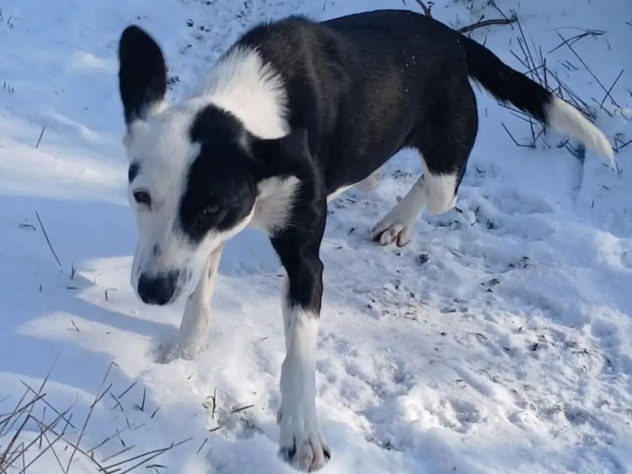 Billede 3 - Sødeste Frigg søger sit eget hjem