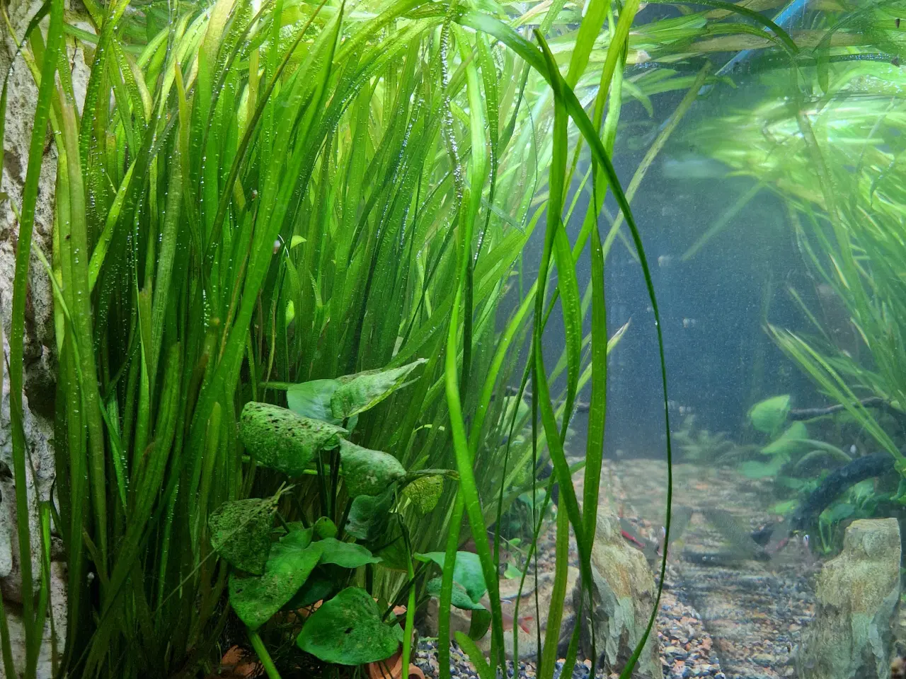 Billede 2 - Akvarieplanter, Vallisneria