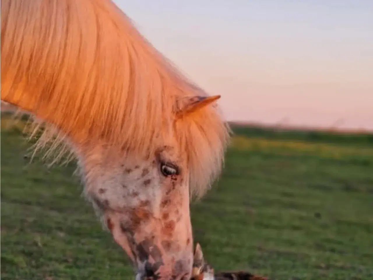 Billede 3 - 4 års Knabstrupper pony 