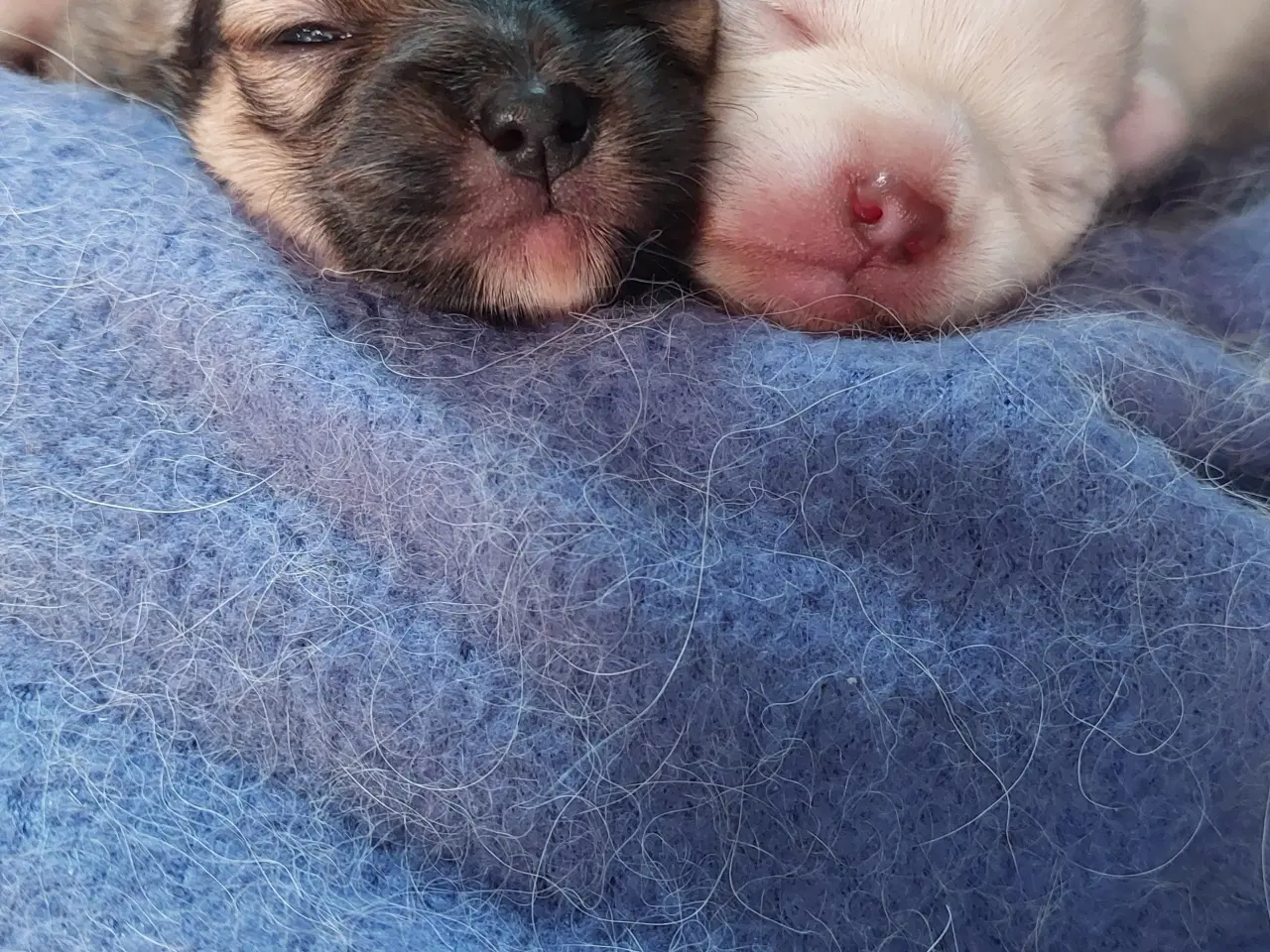 Billede 4 - Pomchi Hvalpe 