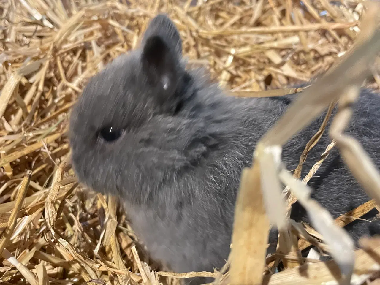 Billede 2 - De sidste 2025 unger