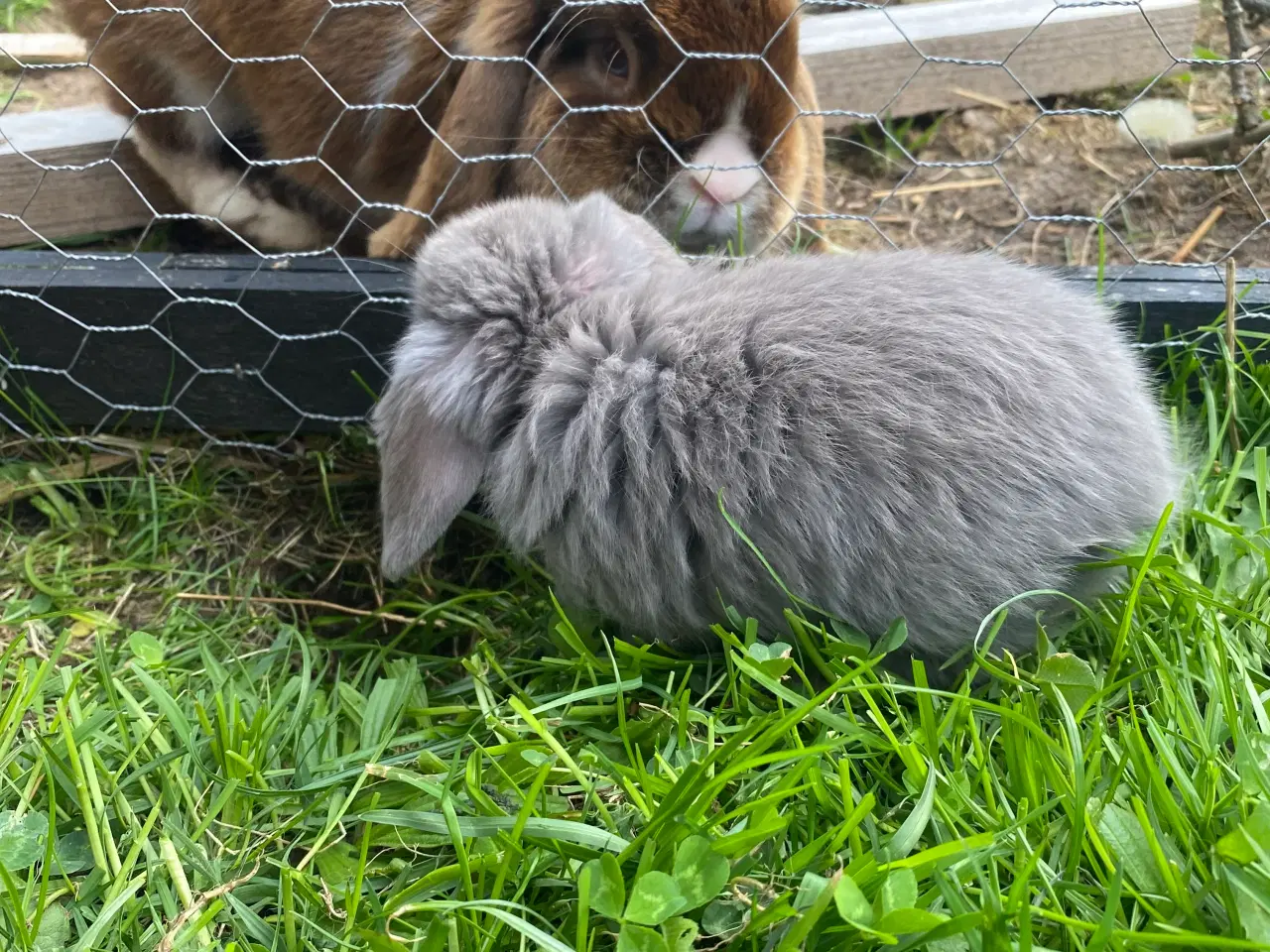 Billede 7 - Mini lop, kaninunge, pige 