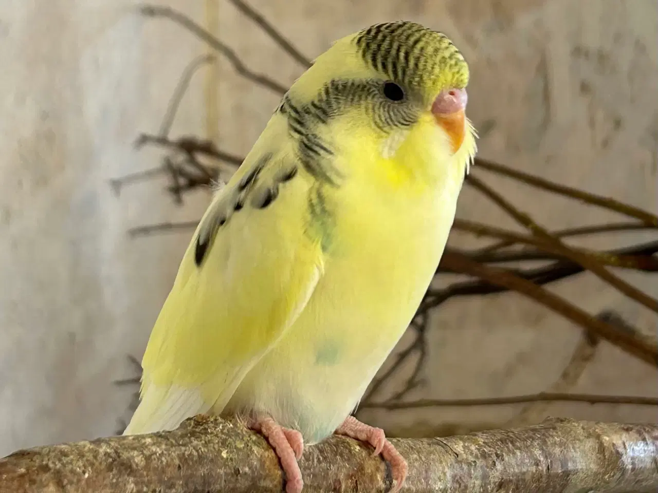 Billede 1 - Undulatunger 