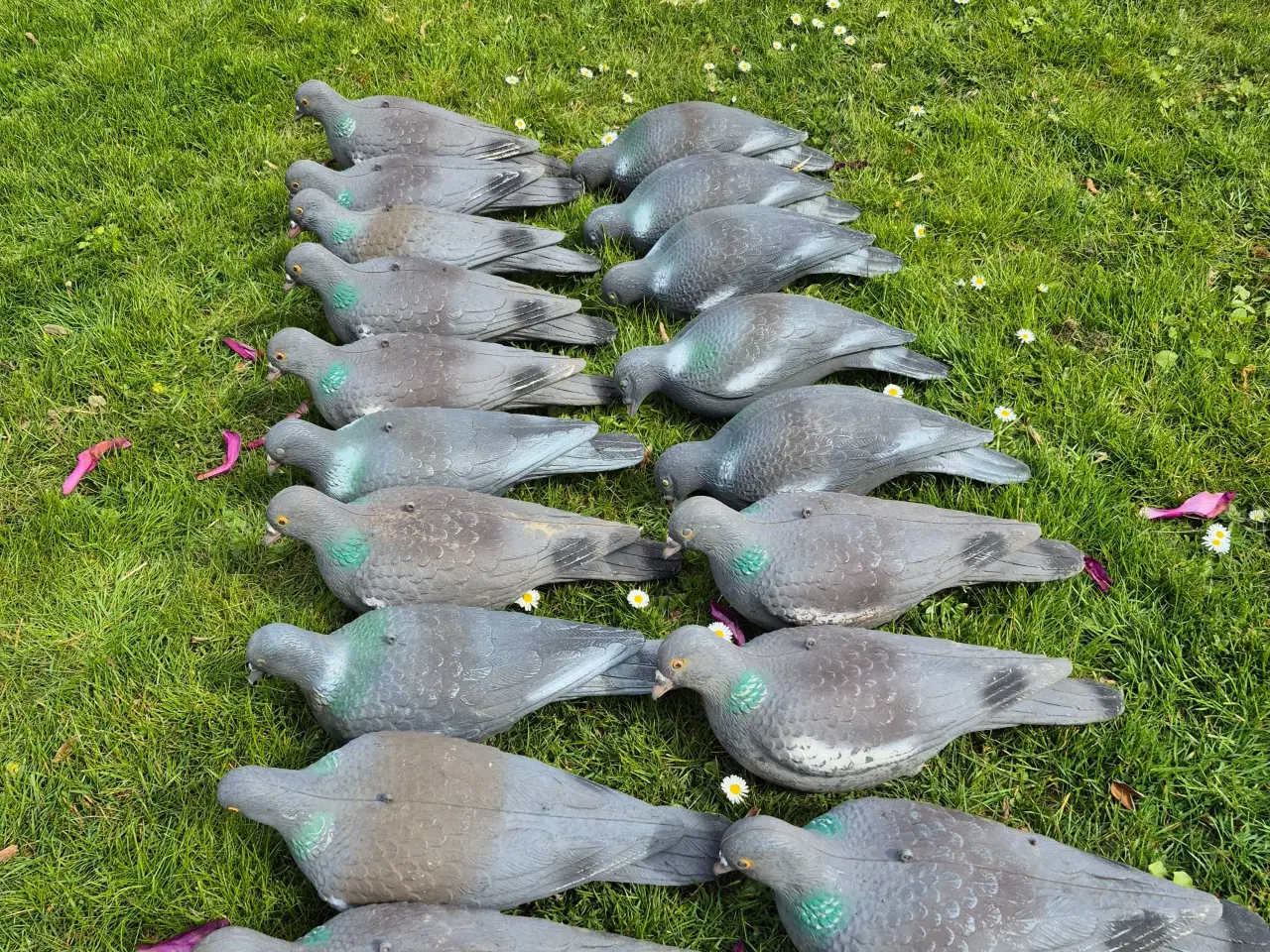 Billede 1 - Lokkeduer