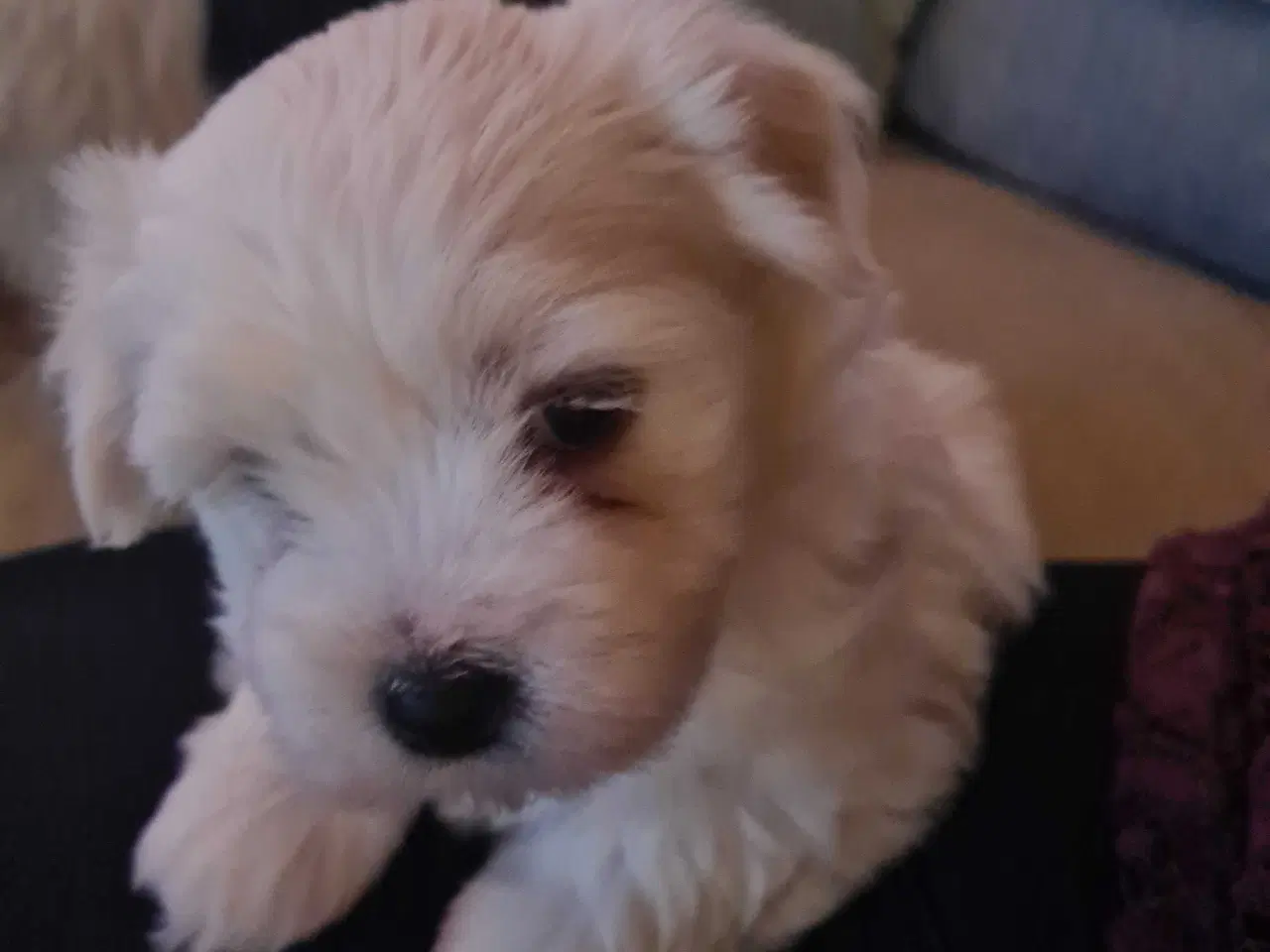 Billede 8 - Bichon havanais hvalp