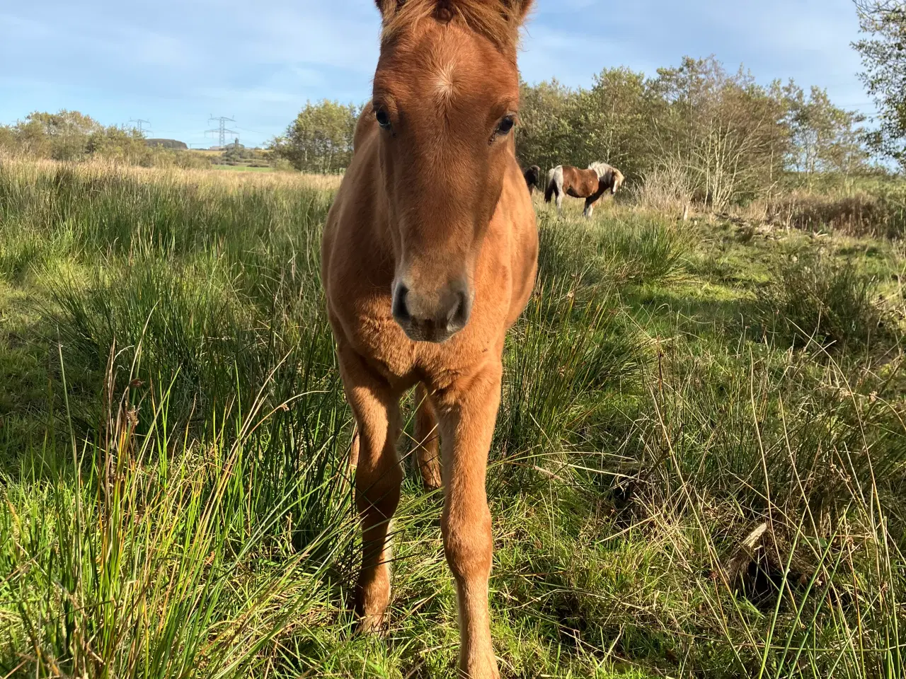 Billede 1 - Ponyføl, hingste