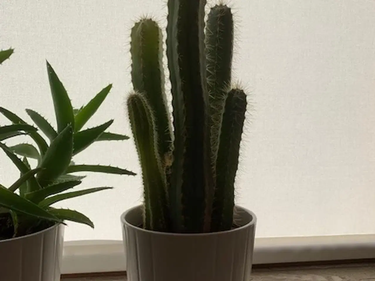 Billede 3 - 3 stk høje kaktusser inkl. hvide urtepotteskjulere