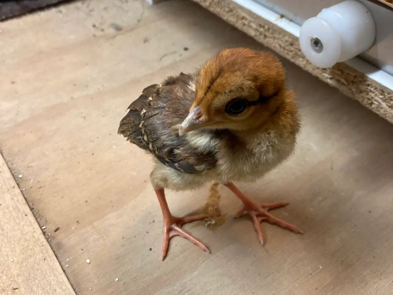 Billede 2 - 2 uger gamle sølvfasan kyllinger