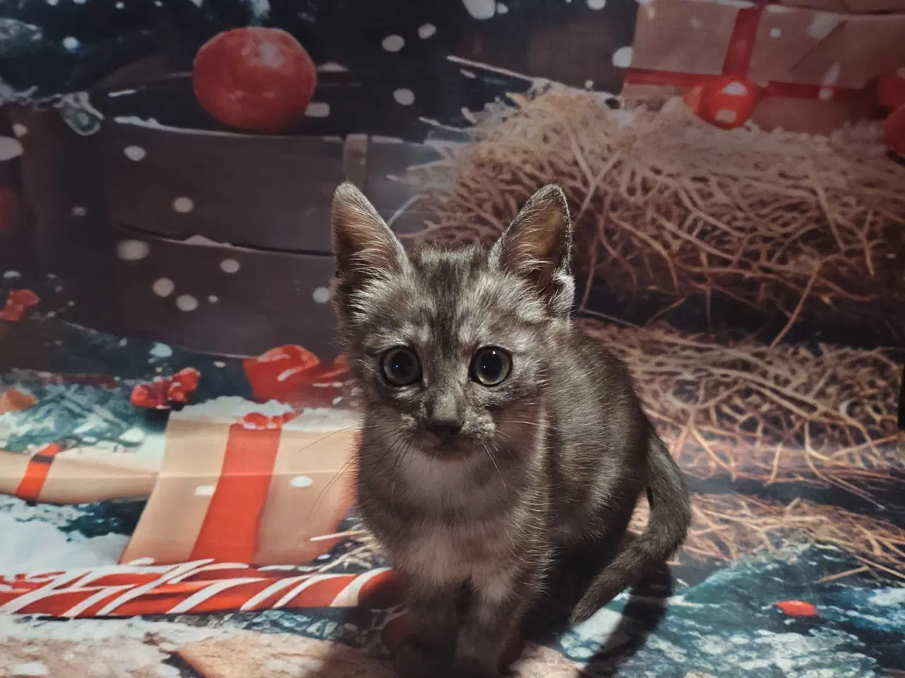 Billede 6 - Egyptiske Mau pige