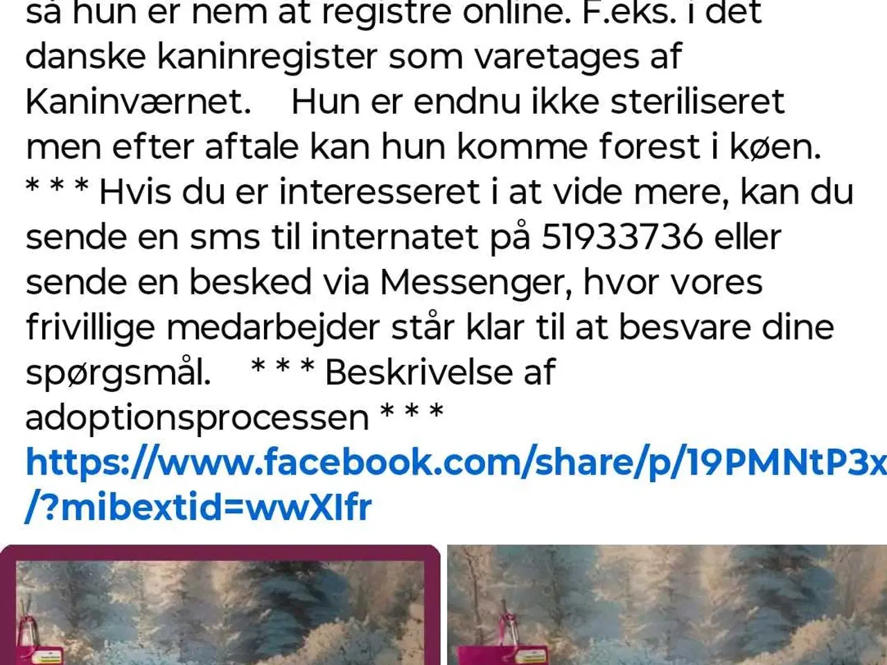 Billede 2 - Ældre vaccineret hun minilop kanin pige / dame