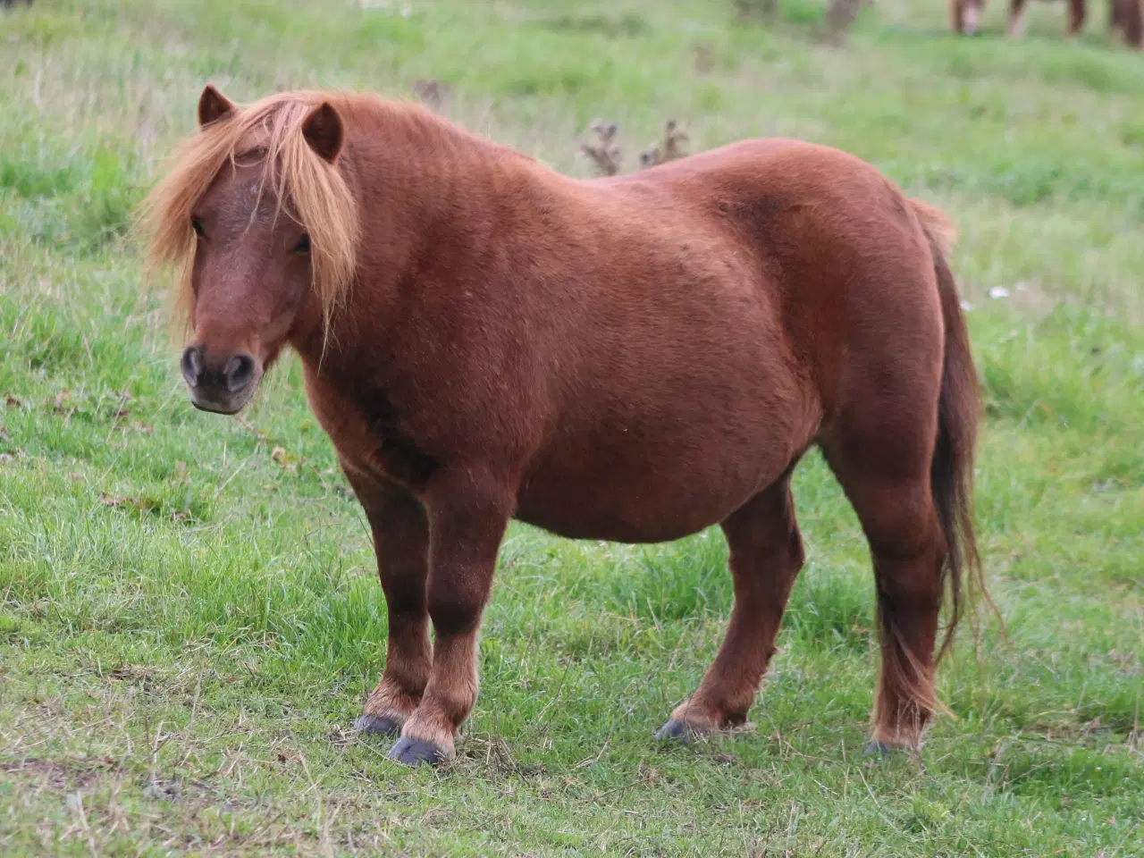 Billede 1 - Shetlandspony hoppe med føl ved siden 