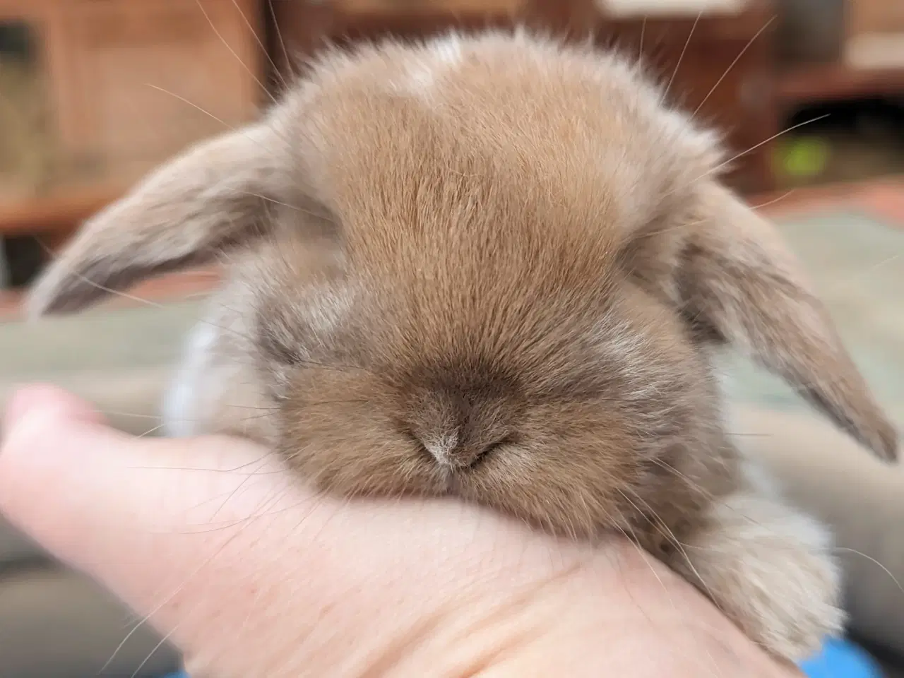 Billede 3 - Minilop kaninunge sælges 