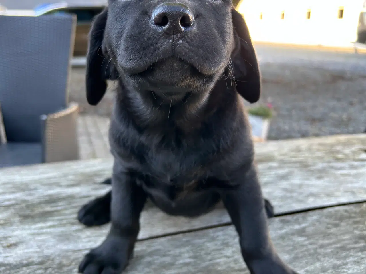 Billede 10 - Labrador hvalpe klar til at flytte hjemmefra