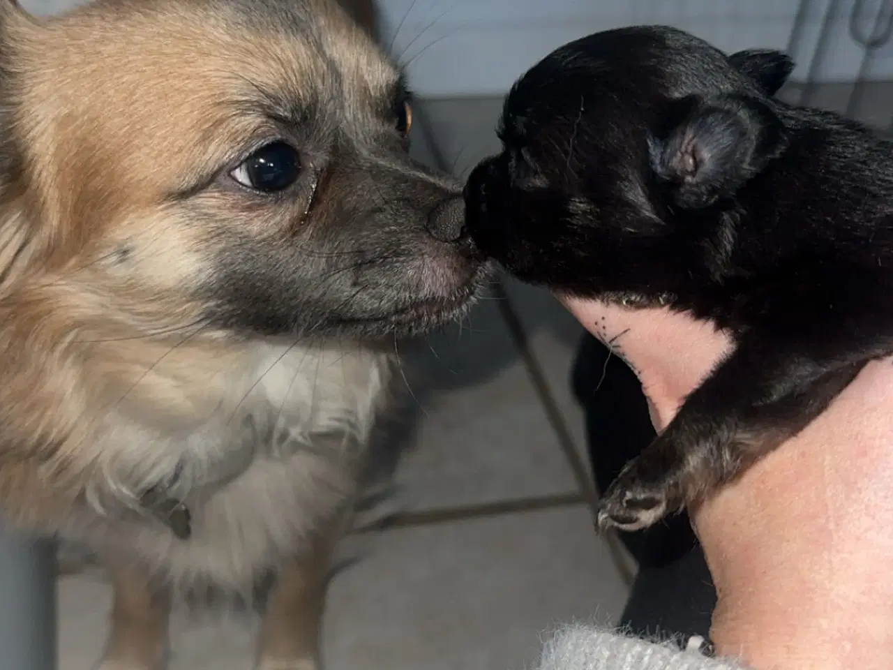 Billede 2 - Pomeranian / Chihuahua