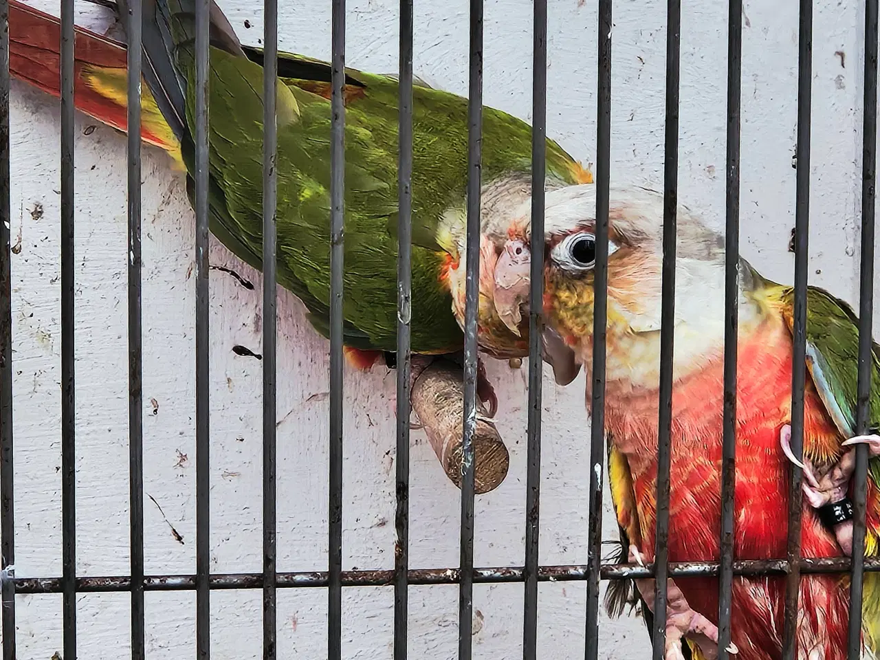 Billede 3 - Pineapple conurer