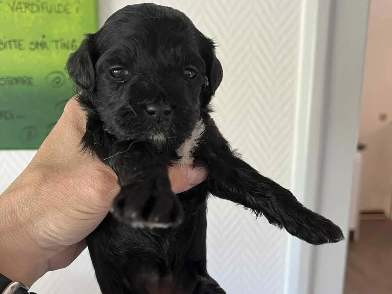 Billede 4 - Lhasa Apso blandings hvalpe