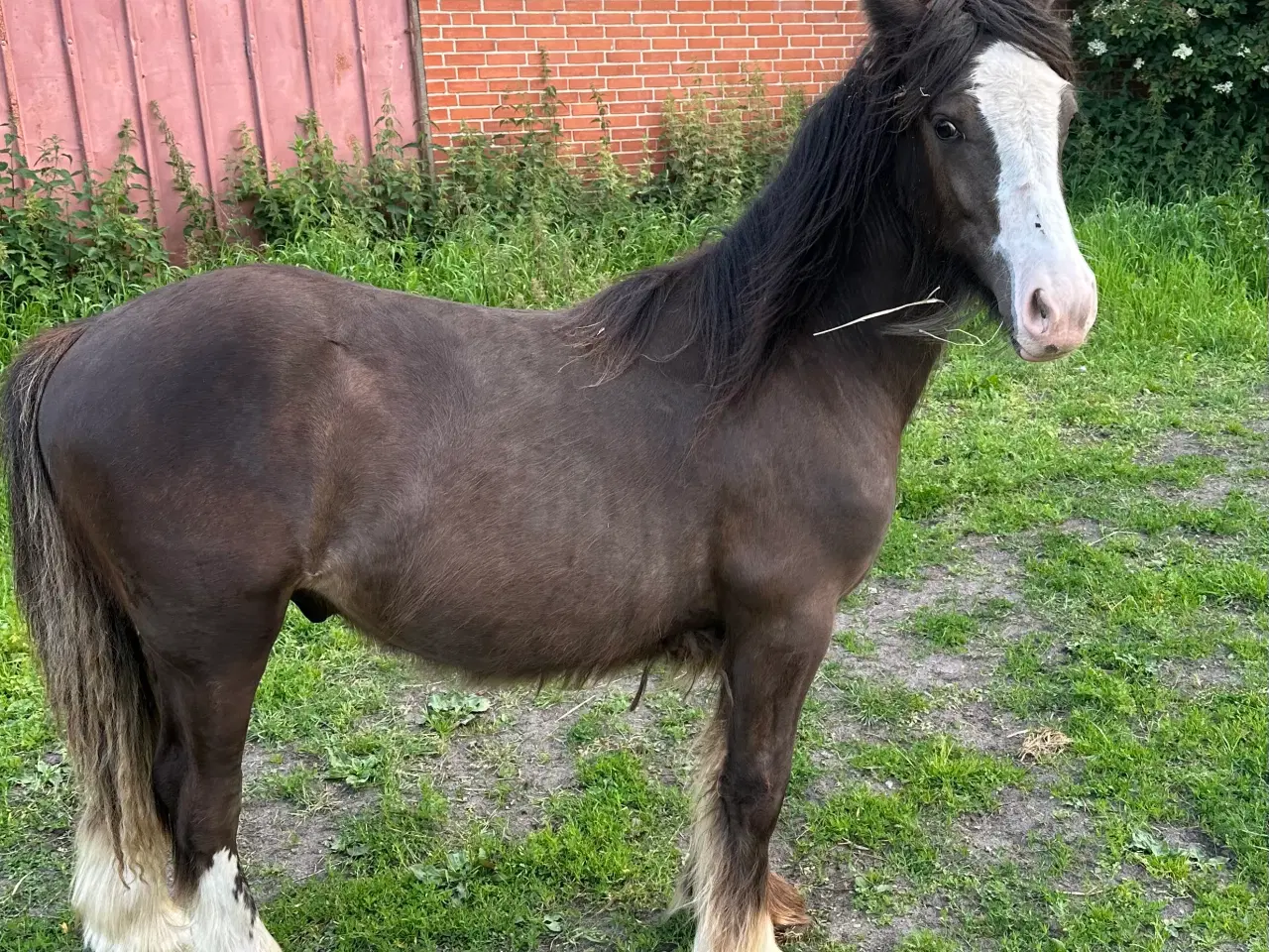 Billede 5 - Irish Cob 