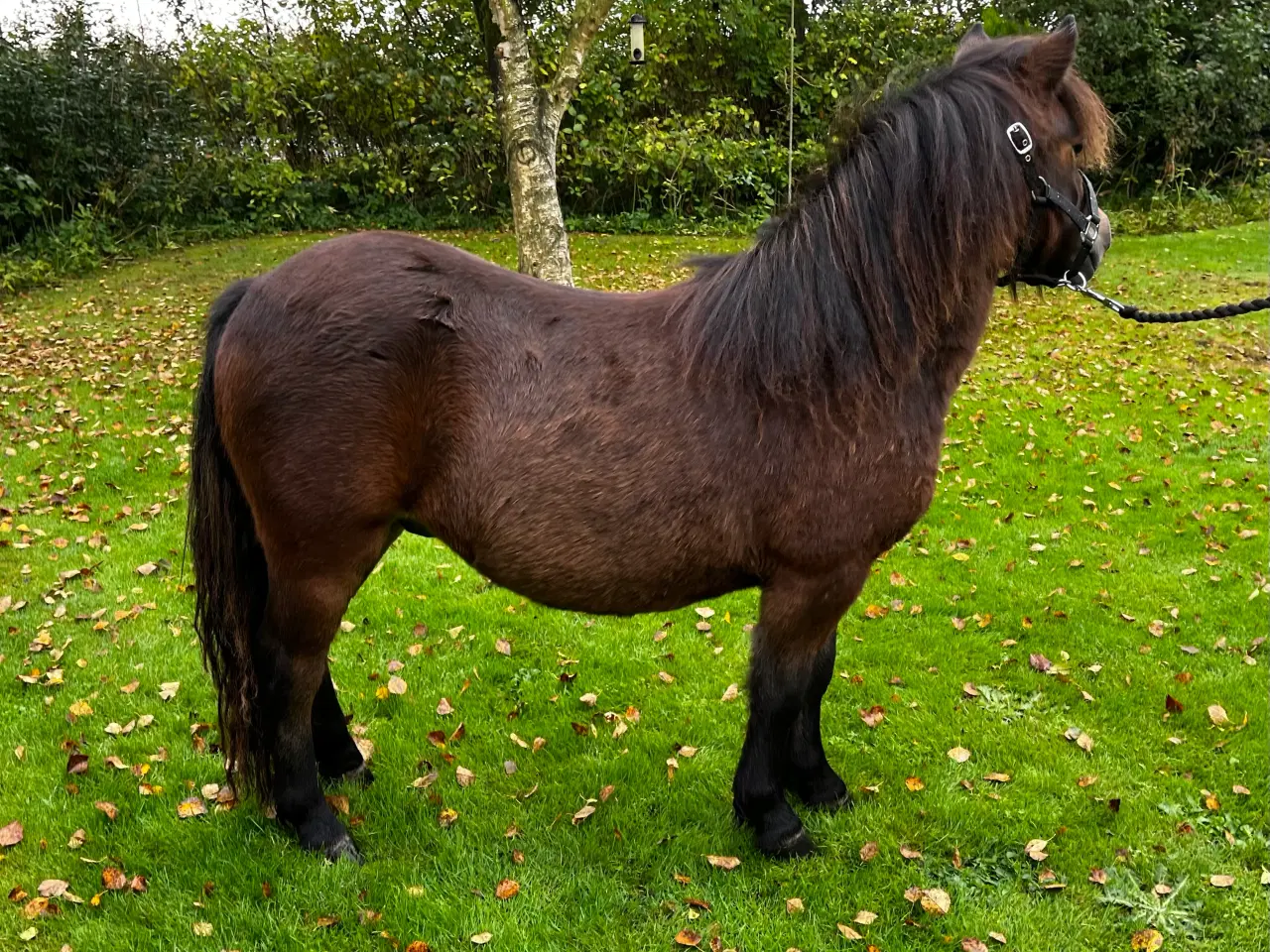 Billede 4 - Skøn ung shetlænder vallak