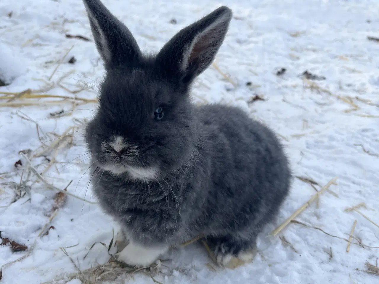Billede 1 - Lionlop kaninunge børnevant og tam.