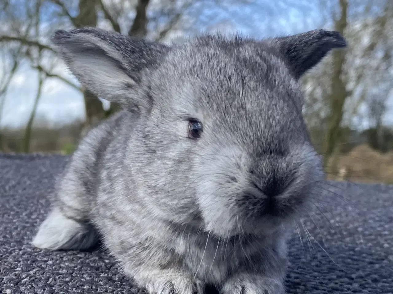 Billede 1 - FRANSK VÆDDER HAN CHINCHILLA