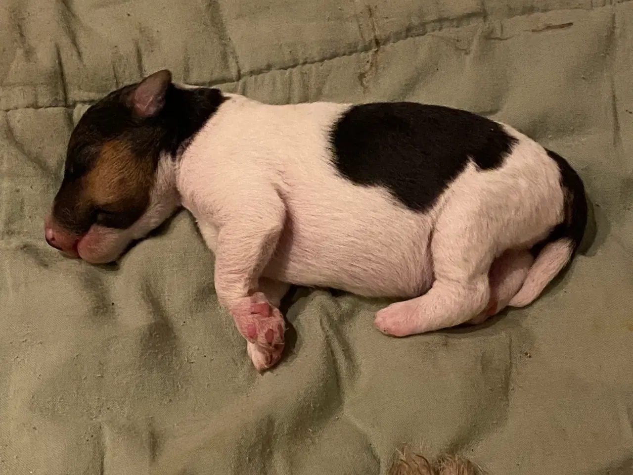 Billede 9 - Ruhåret FOX terrier 