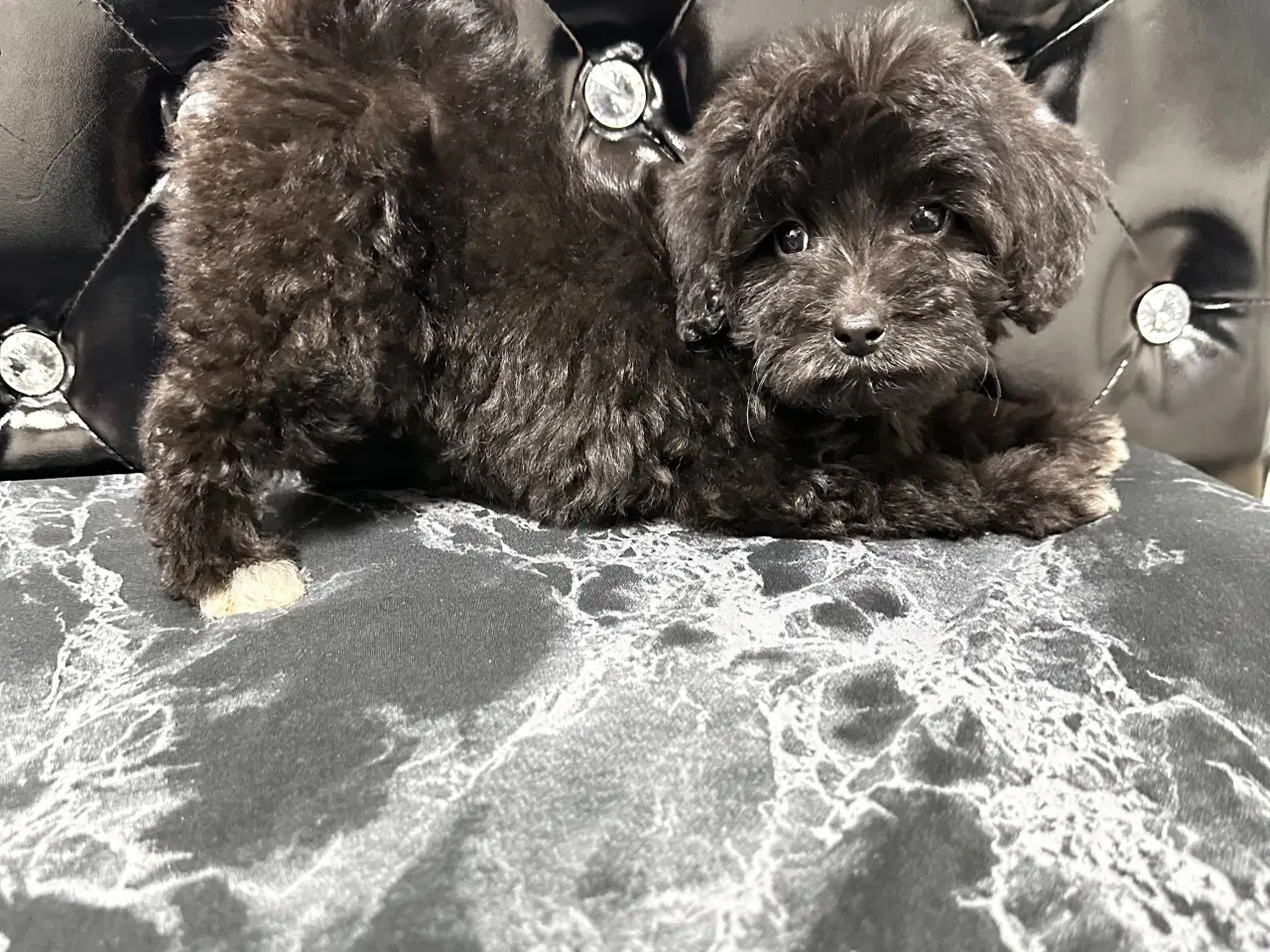 Billede 1 - Cavapoo F2B
