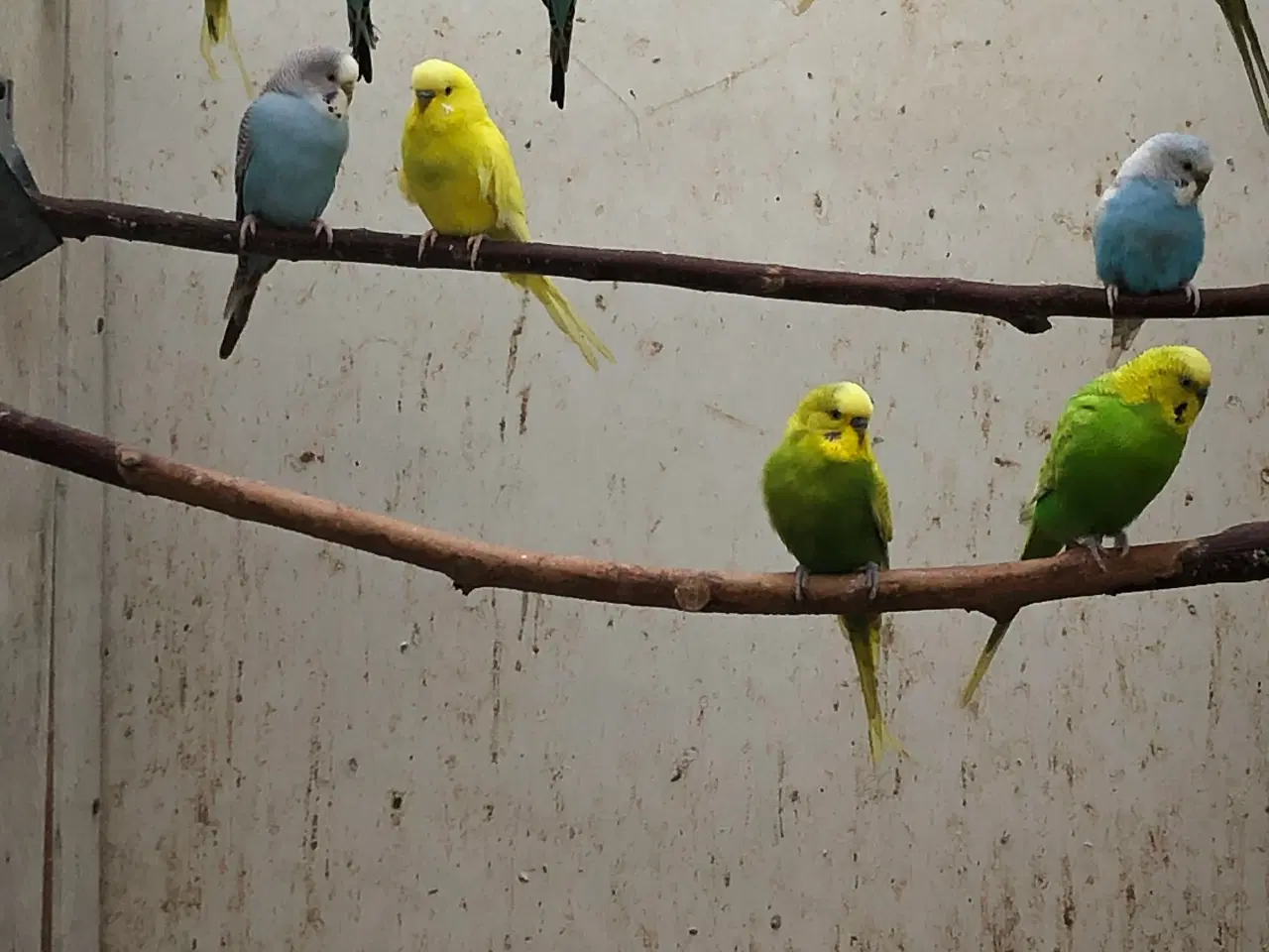 Billede 1 - Undulater