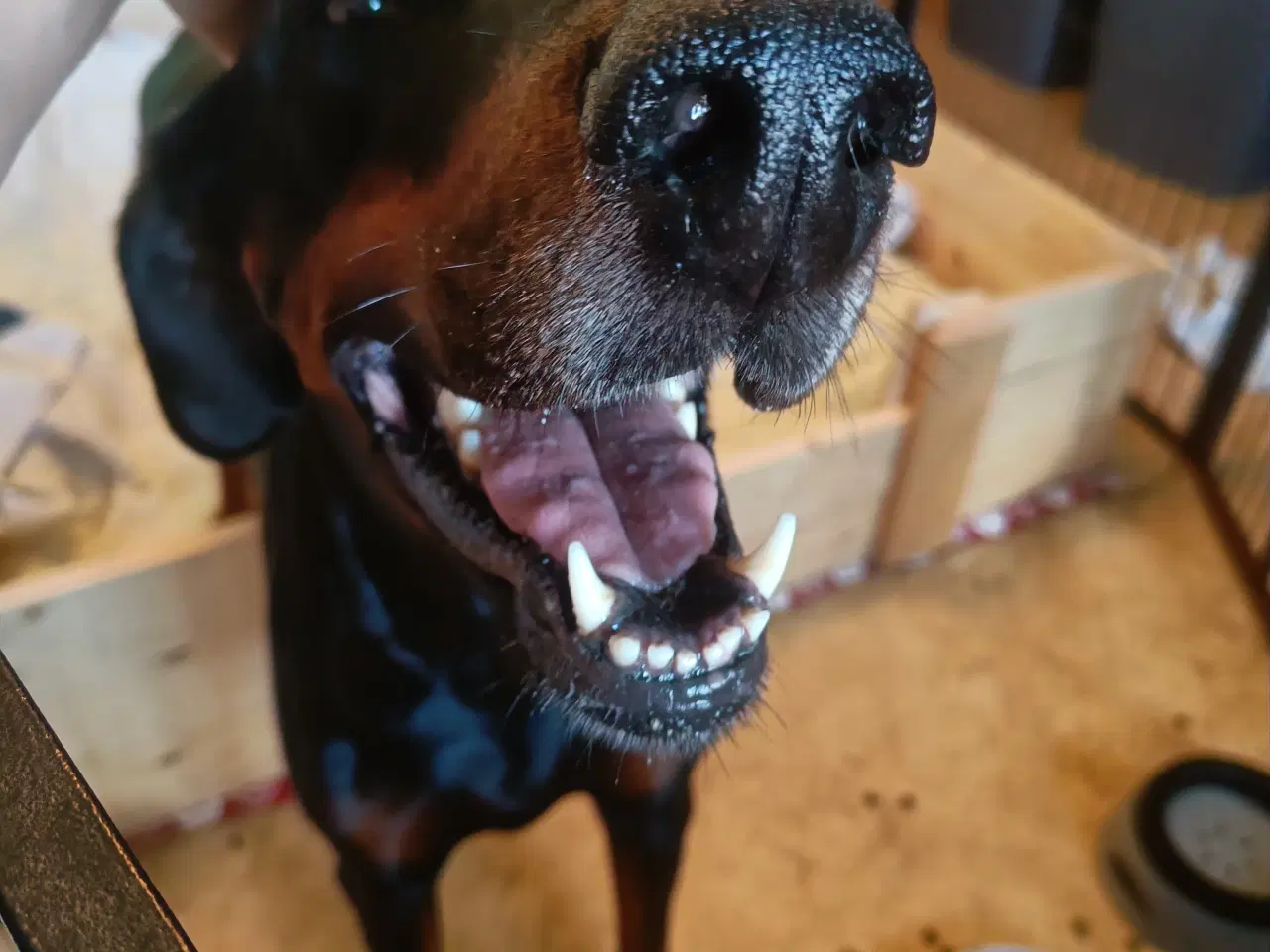 Billede 6 - Mild og kærlig Dobermann hvalp