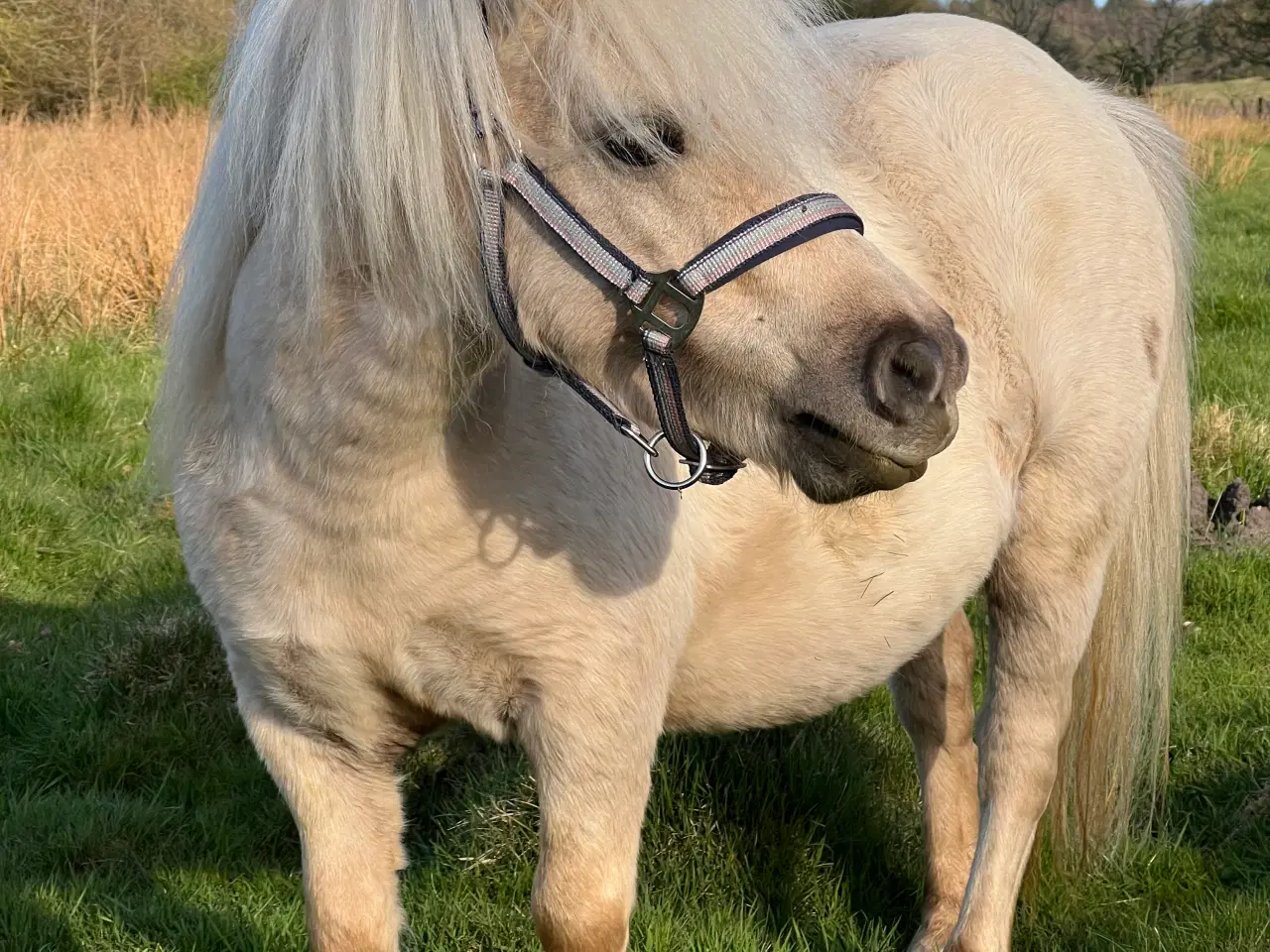 Billede 13 - Smuk Palomino Hoppe med føl 
