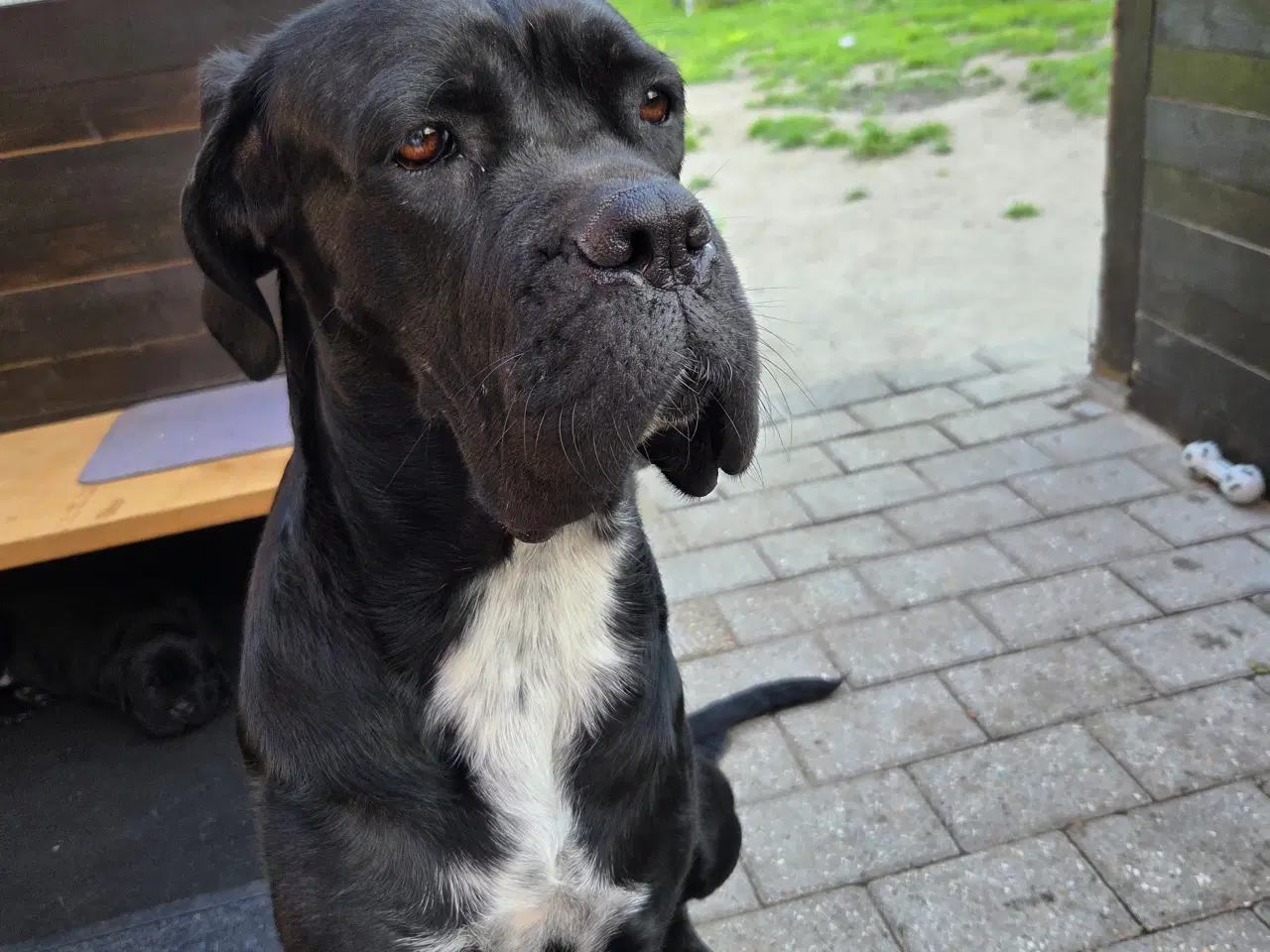 Billede 6 - CaneCorso hvalpe