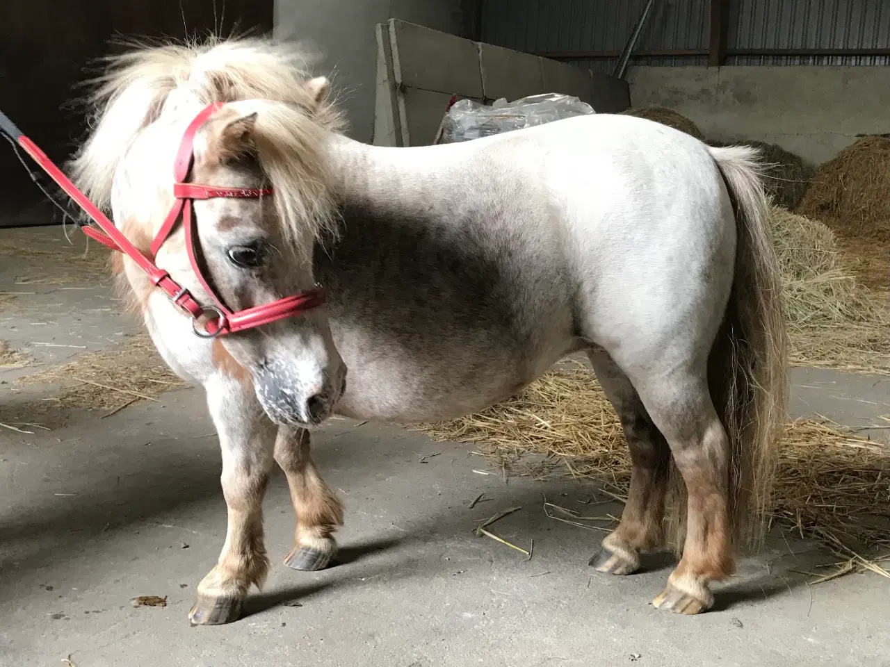 Billede 4 - Mini pony