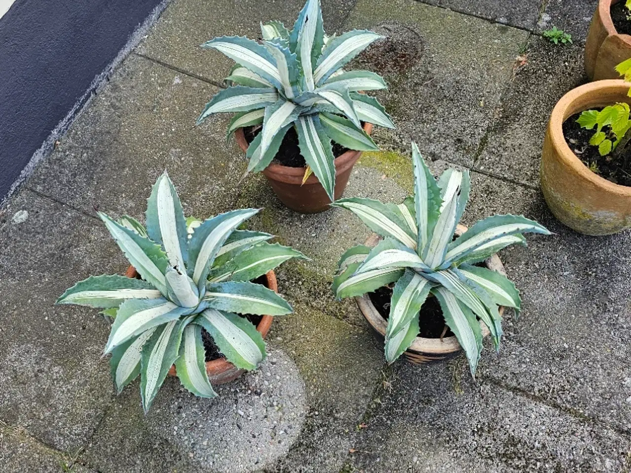 Billede 1 - Almindelig agave 25 cm