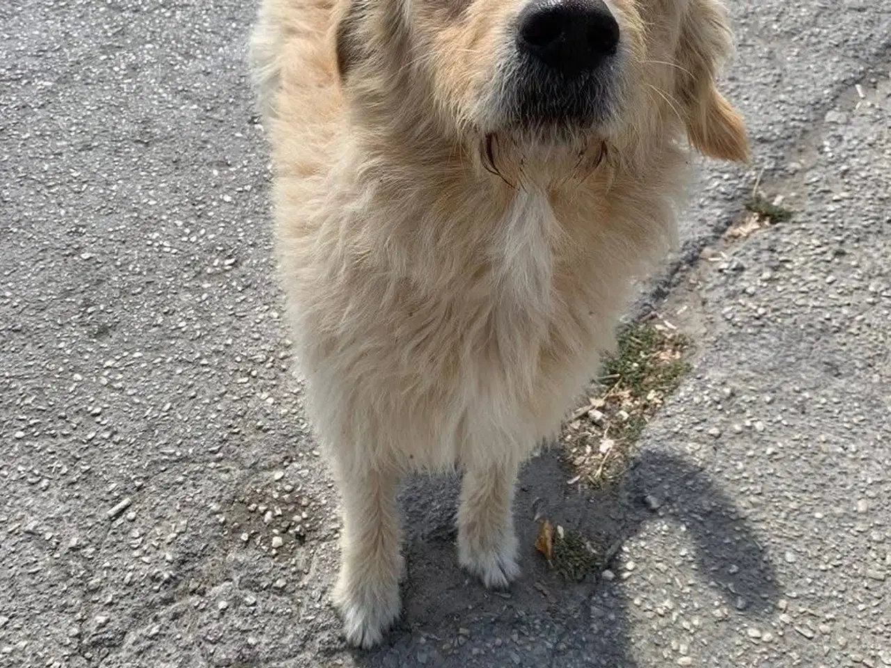 Billede 6 - Nord søger sin egen familie❤️