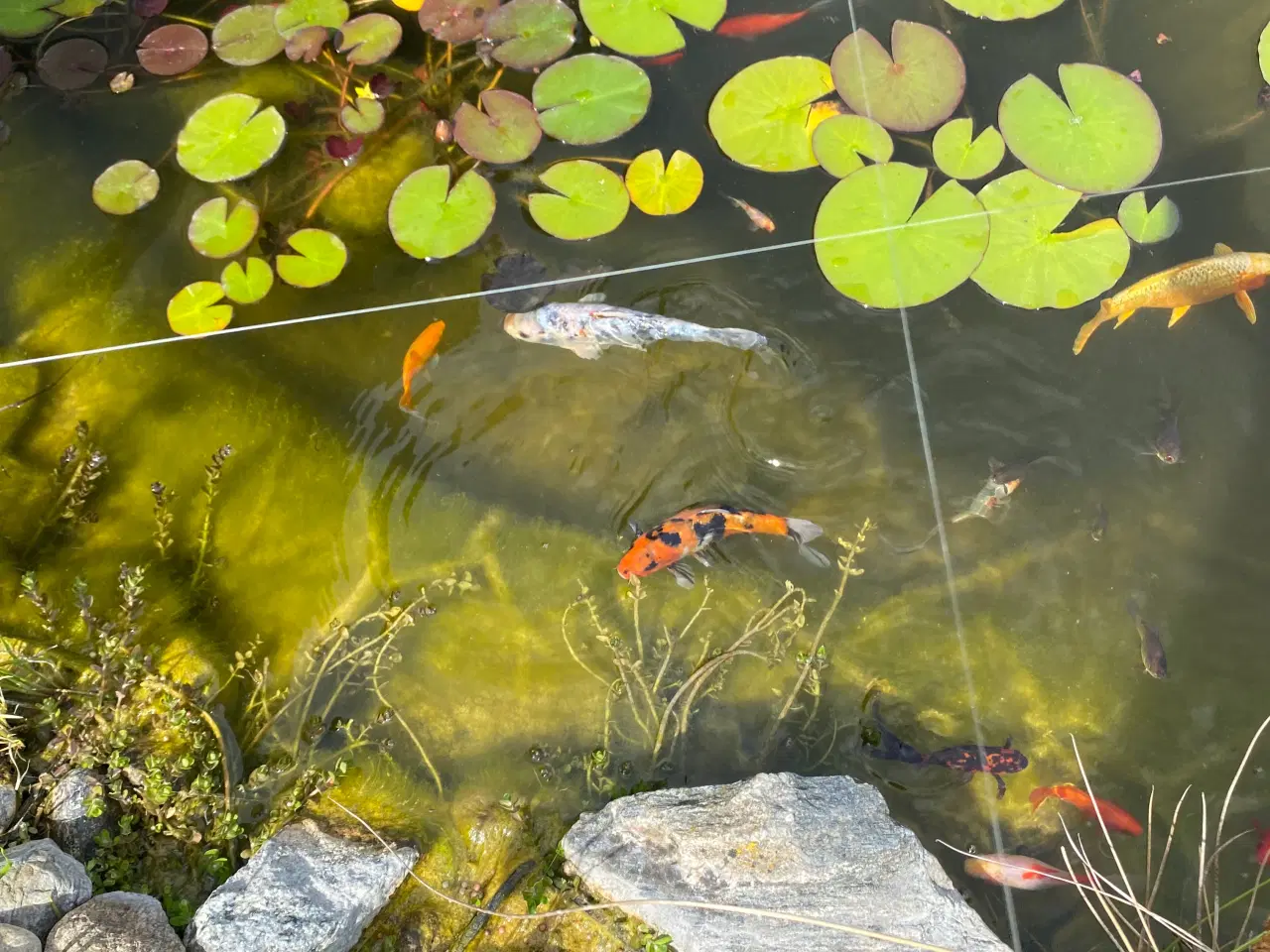Billede 2 - Koi karper