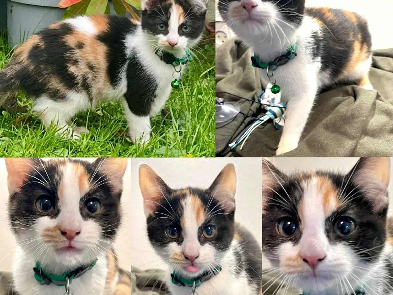 Billede 3 - Maine Coon blandninger