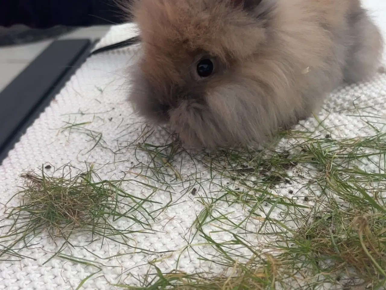 Billede 2 - Løvehoved Kanin
